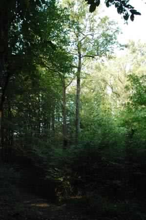 Area naturalistica boschiva